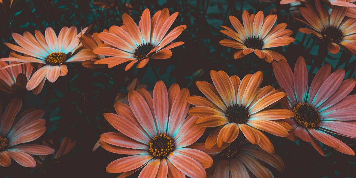 eznpc Guide Helldivers 2 DSS voting and Star of Peace fallout