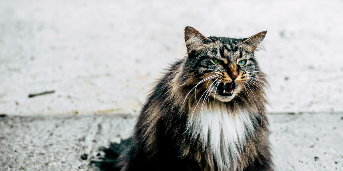 u4gm What to Know About PoE Legacy of Phrecia